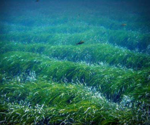 http://novaciencia.es/wp-content/uploads/praderadeposidonia.jpg