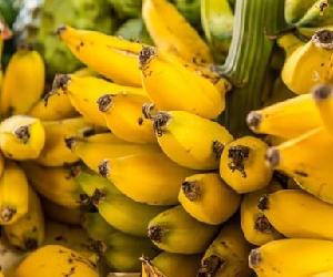 http://www.agronegocios.eu/userfiles/image/blog/introducao/continente-continua-a-ser-o-principal-consumidor-de-banana-da-madeira.jpg