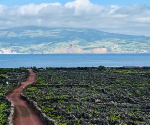 https://www.antoniomacanita.com/uploads/subcanais3/ilha-do-pico-azores-wine-company.jpg