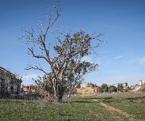 https://www.diariodejerez.es/2023/02/12/jerez/Terrenos-arroyo-Canaleja-Bosque-urbano_1765634112_176870170_667x375.jpg