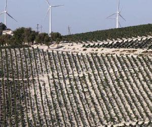 https://www.diariodejerez.es/2023/10/14/jerez/Aerogeneradores-junto-vinedo-pago-Balbaina_1838827080_194786914_667x375.jpg