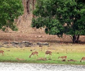 https://www.entretantomagazine.com/wp-content/uploads/2013/09/Reserva-de-Tigres-Tadoba-Andhari-ramdegi.jpg