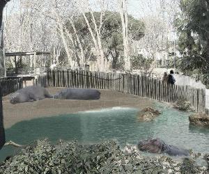 https://barzeloonanews.files.wordpress.com/2012/05/zoo-hipopotams.jpg