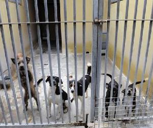 https://static3.canarias7.es/www/multimedia/202201/14/media/cortadas/perros-k0qC--624x385@Canarias7.jpg