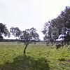 Explotación de Ganado Porcino Finca Pasavadillo