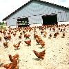 Granja de pollos ecológicos en Langreo
