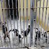 Albergue Municipal para Animales. Fase I